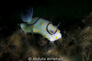 Nudi by Abdulla Almehairi 